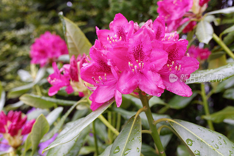 雨后的杜鹃花五彩缤纷