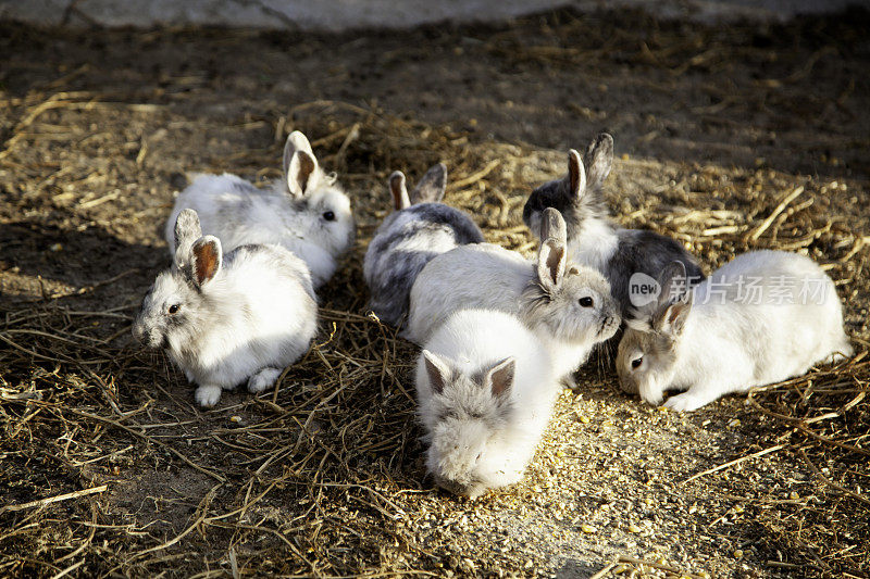 兔子安哥拉农场