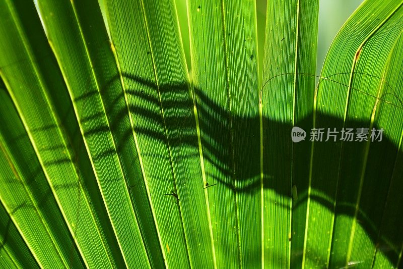 细长的可怕的尖影子，看起来像手在垂直的棕榈叶
