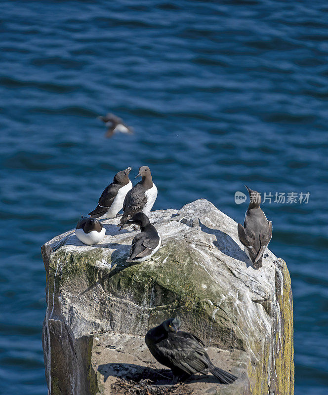 悬崖,前海鸠