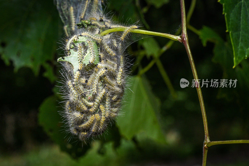 社会性毛毛虫的巢穴和轨道-极端近距离拍摄-微距摄影