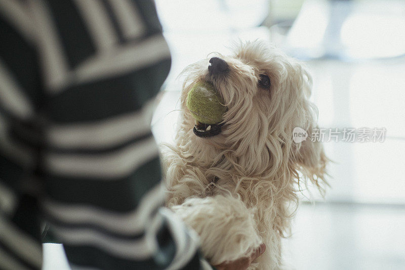 拉布拉多犬准备好玩了