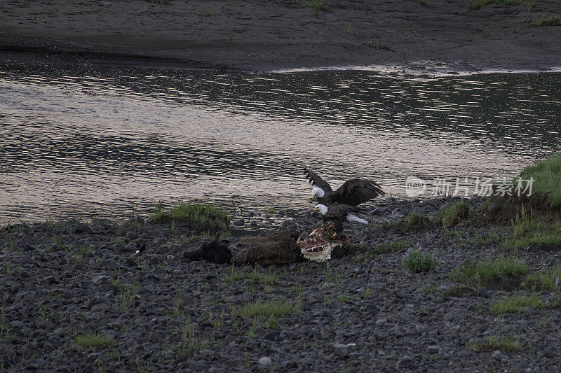 秃鹰看守野牛尸体