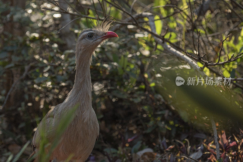 鸟在户外栖息的特写镜头