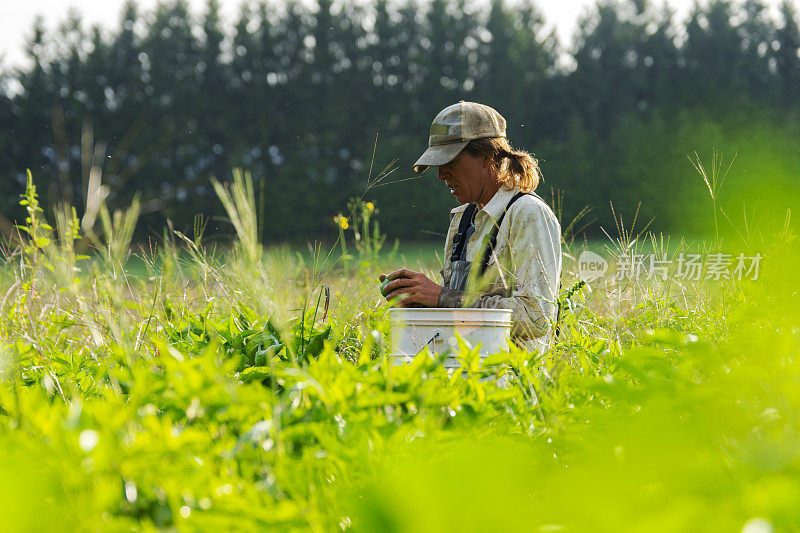 有机，可持续，小规模农业。一位女菜农正在视察作物。