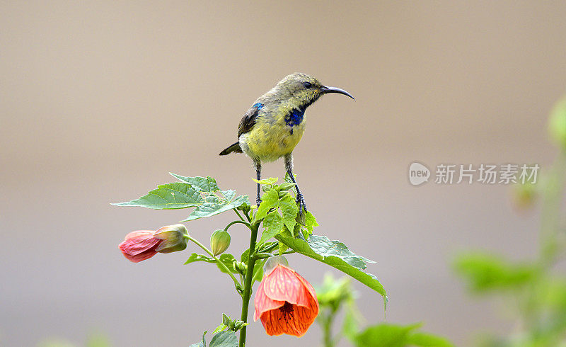 卢旺达的太阳鸟在吮吸花朵