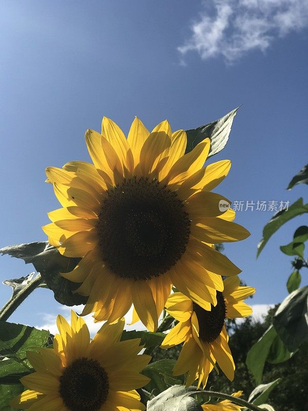 古老的围墙英国乡村别墅花园和分配与植物和鲜花