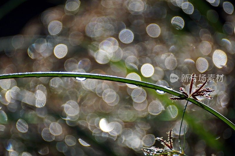 2019年的背景。雨滴落在池塘上。巴伐利亚,德国。