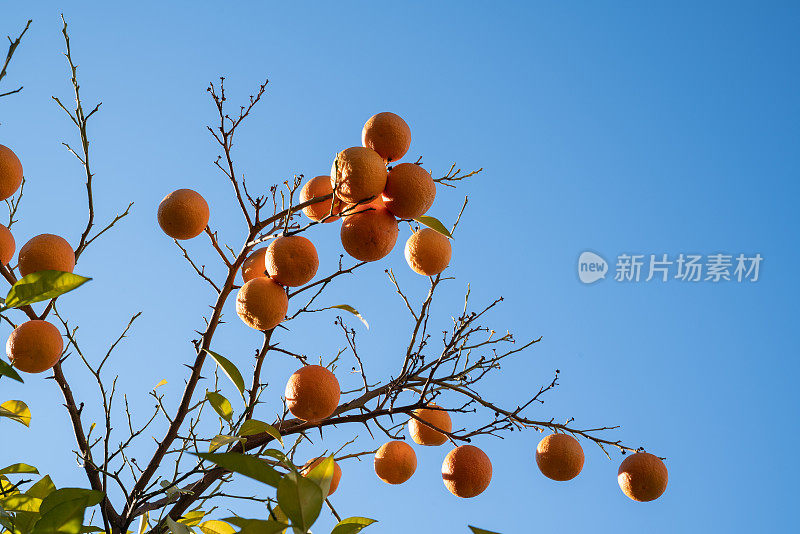 无叶的橙子树枝与成熟的橙子在蓝天上