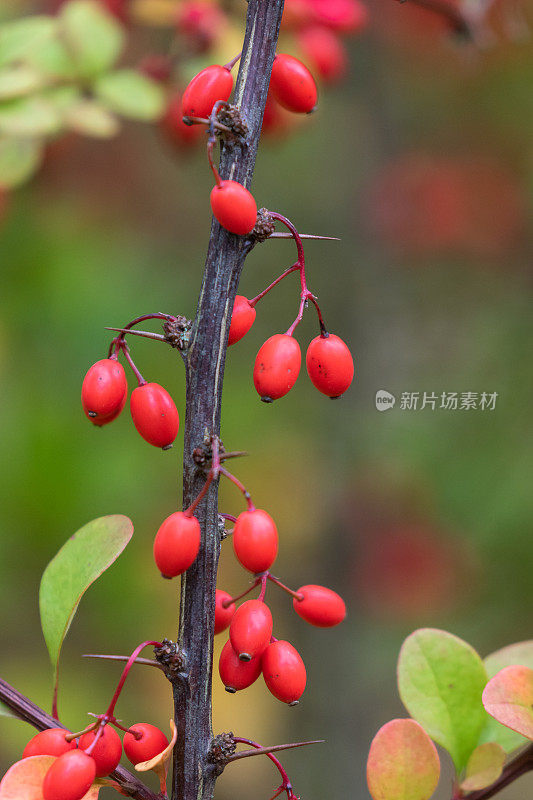 常见的伏牛花