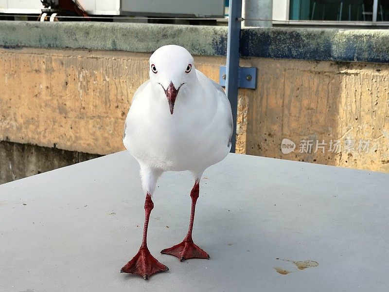 图为澳大利亚新南威尔士州悉尼鱼市上的海鸥