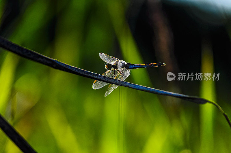 蜻蜓蚱蜢叶与绿色背景模糊