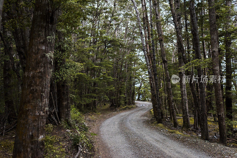 蜿蜒的道路穿过森林