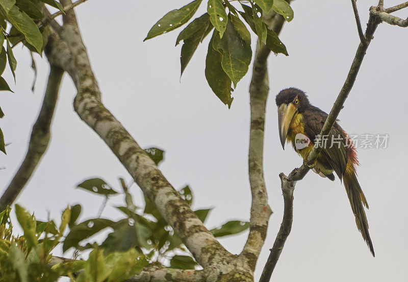 色彩鲜艳的野生颈蛛嘴巨嘴鸟在桑博亚国家公园，巴拿马在中美洲