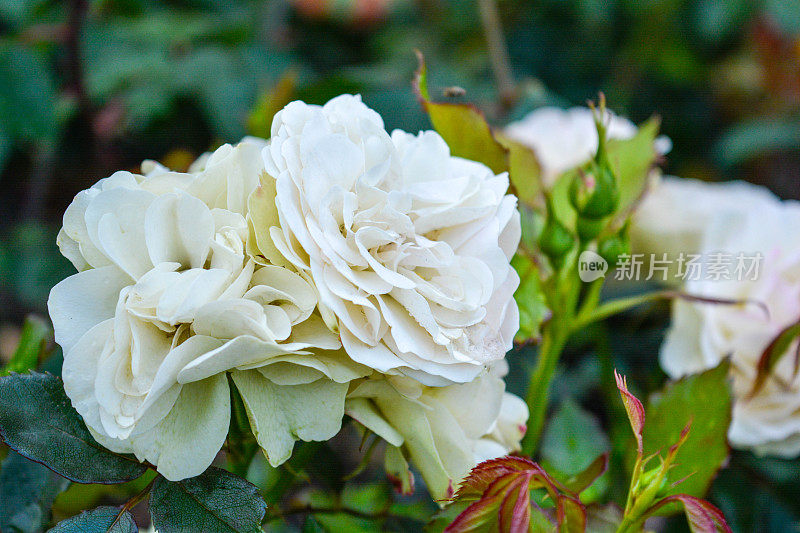 白玫瑰花，雨点落。近景照片花园花与浅自由度