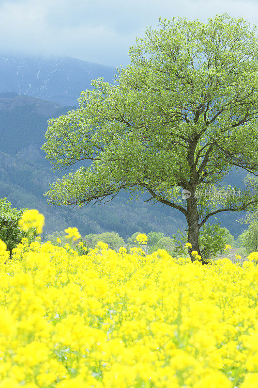 一片生机勃勃的黄色油菜花盛开的田野。日本长野县Iiyama