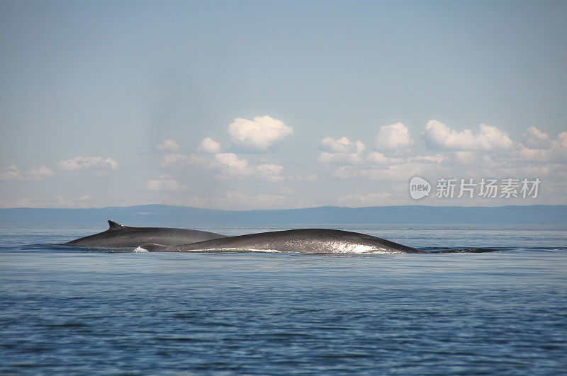 长须鲸，圣劳伦斯河，魁北克(加拿大)