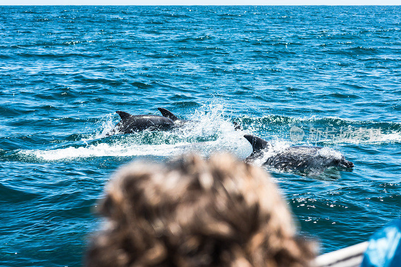 海豚一家人在水里玩耍