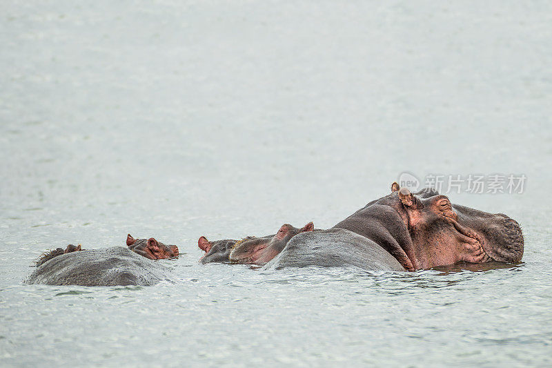 河马在奈瓦沙湖的水中休息(肯尼亚)