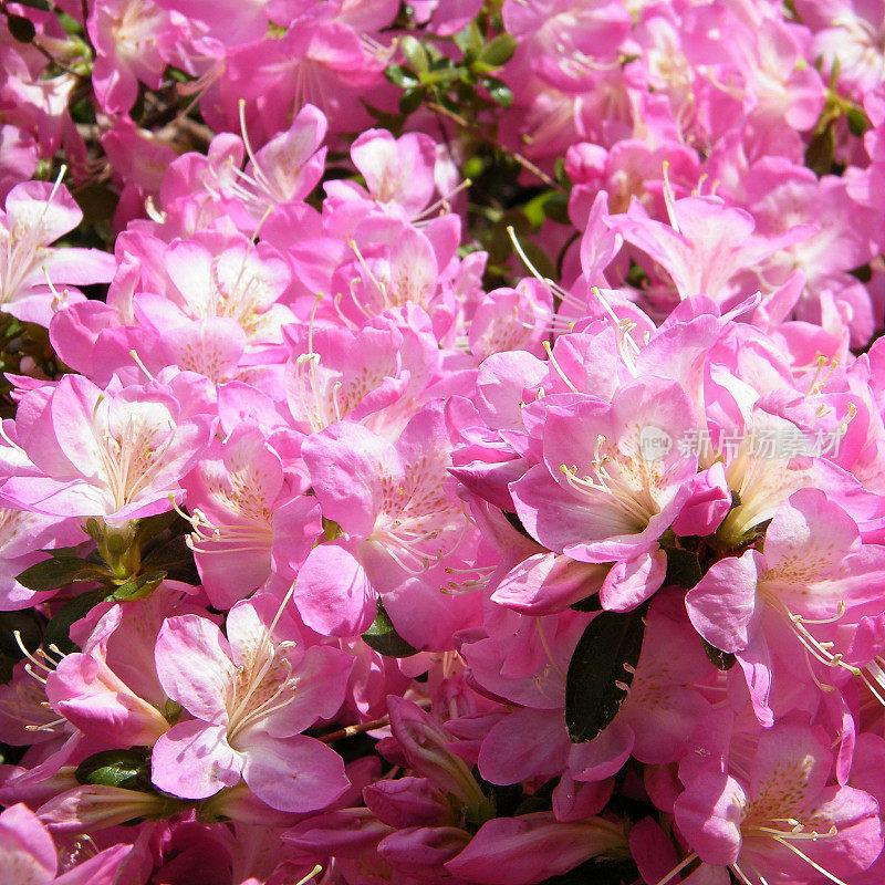 2010年阿灵顿公墓樱花