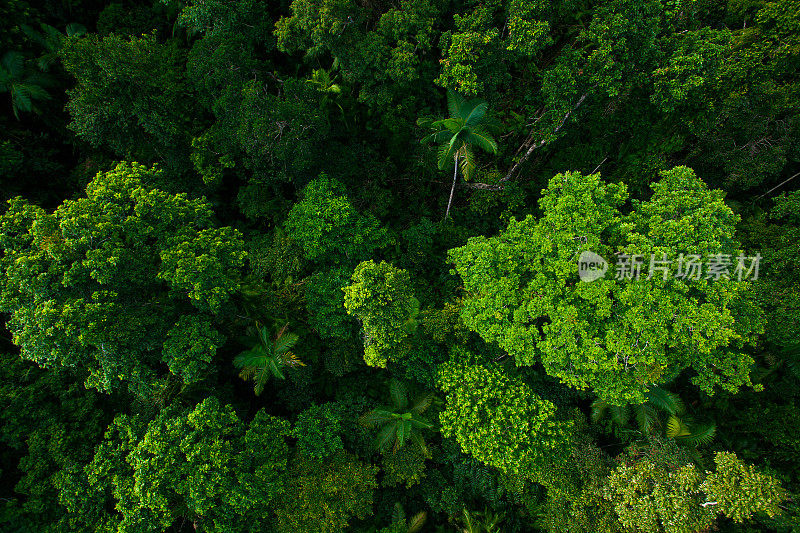 澳大利亚昆士兰库兰达附近的热带雨林