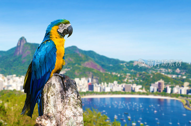 五颜六色的金刚鹦鹉给里约热内卢带来美丽
