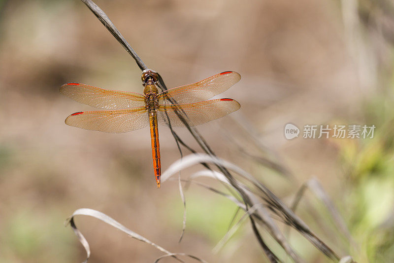 金翅蜻蜓(雄性)