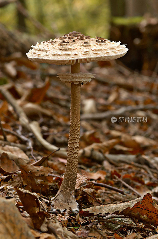 阳伞蘑菇。