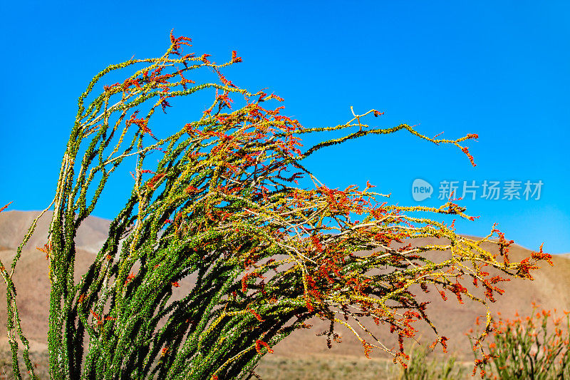 安萨-博雷戈沙漠州立公园，布鲁姆的狂风奥科蒂罗