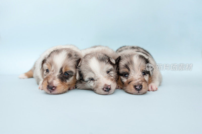 设得兰牧羊犬的幼犬4周大