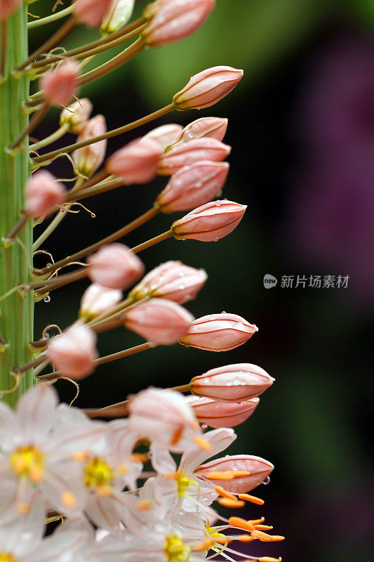 花的豆荚