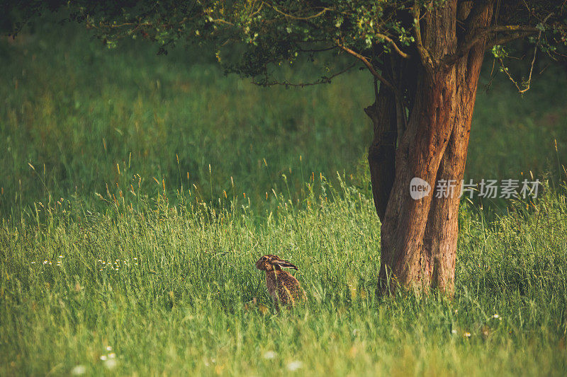 夏日草地，树下有兔子