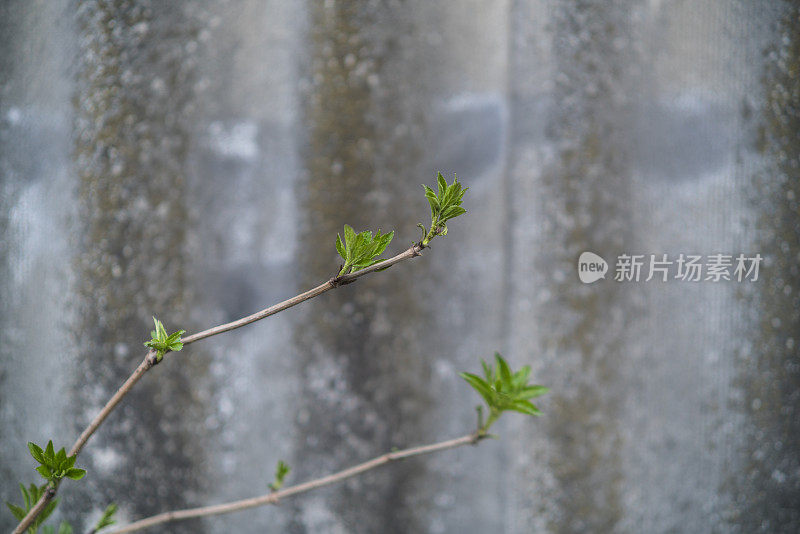 这棵小树的枝叶在彩绘墙前，墙是用彩绘钢板做成的