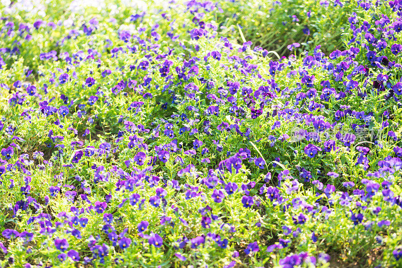 在早晨的阳光下，三位一体的紫色香草在花园里绽放