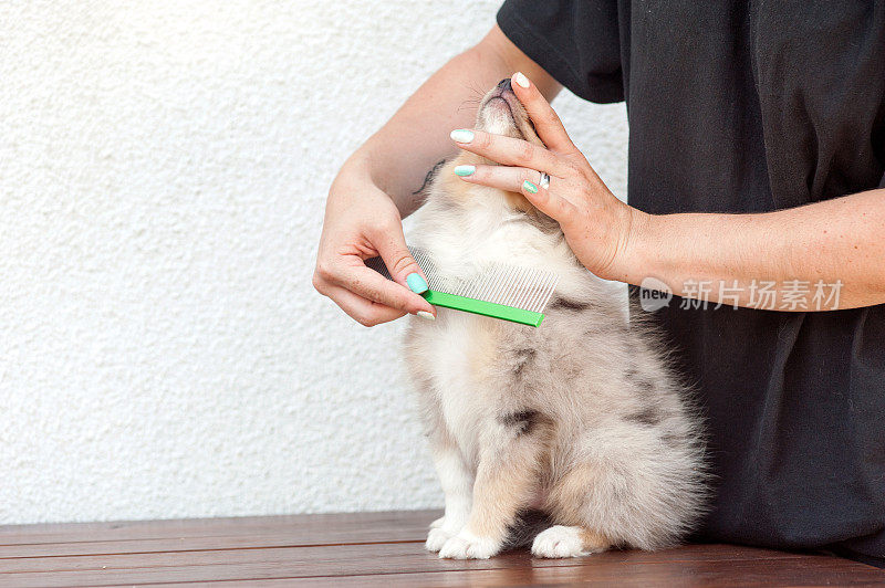 梳着设得兰牧羊犬的毛