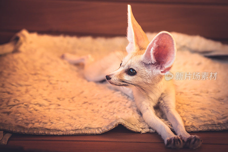 可爱的小宠物狐狸放松在柔软的毯子上伸展他的爪子
