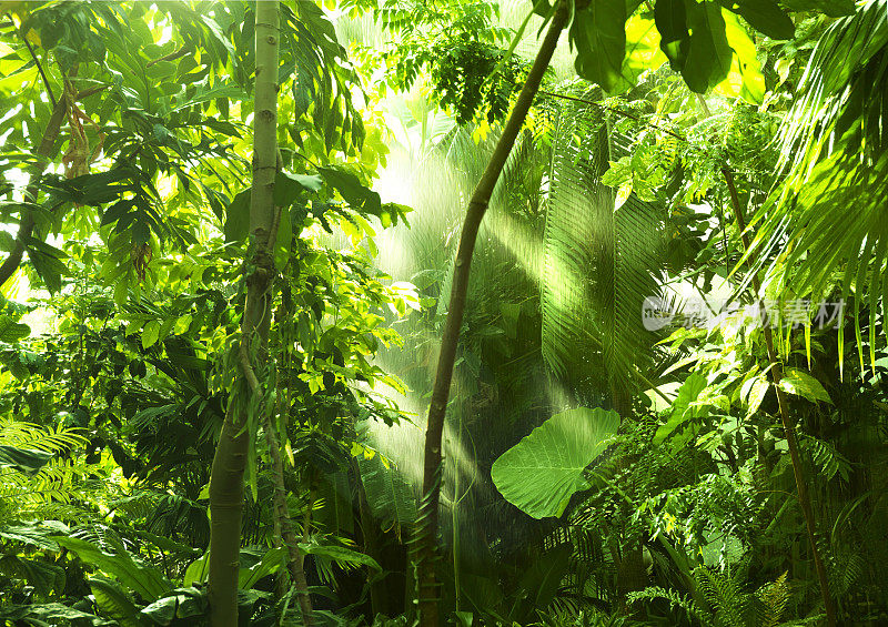 热带森林，树木在阳光和雨水