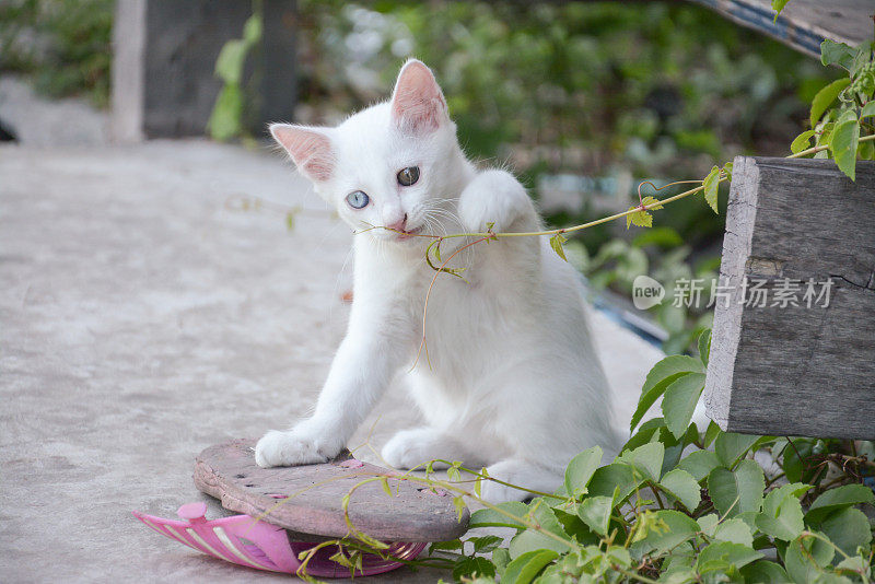 眼睛颜色不同的白猫，泰国白猫
