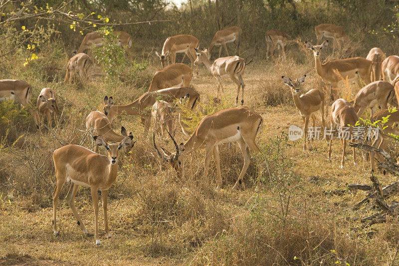 黑斑羚在乌干达