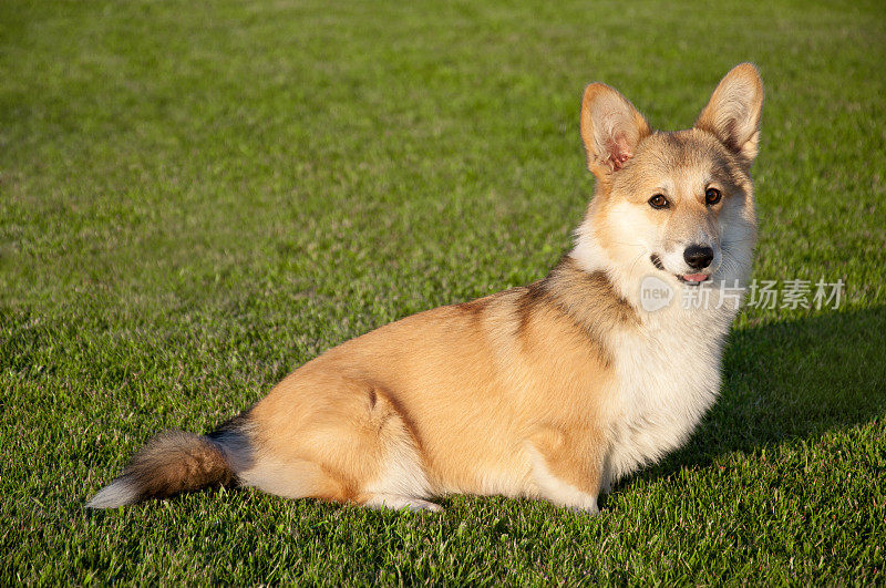 彭布罗克威尔士科基犬