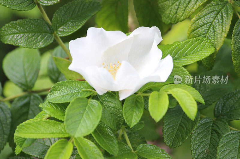 白色的狗玫瑰花(野玫瑰)的形象