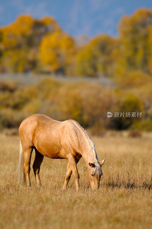 在怀俄明州草地上吃草的马