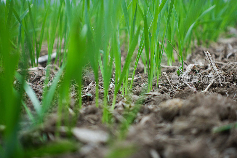 小麦幼苗在土壤中生长