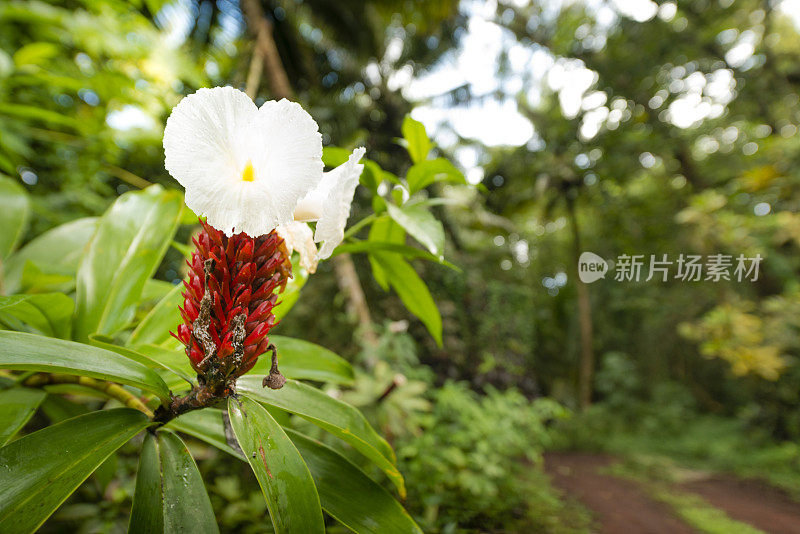 夏威夷大岛上生长的姜花木香