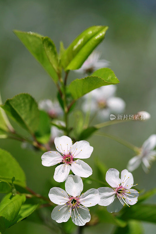 樱花