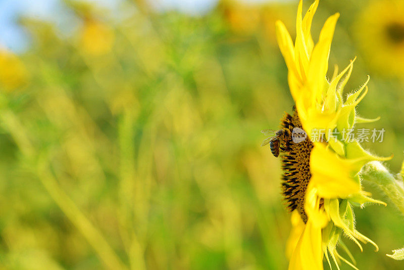 向日葵上蜜蜂的特写，蜜蜂在给花授粉