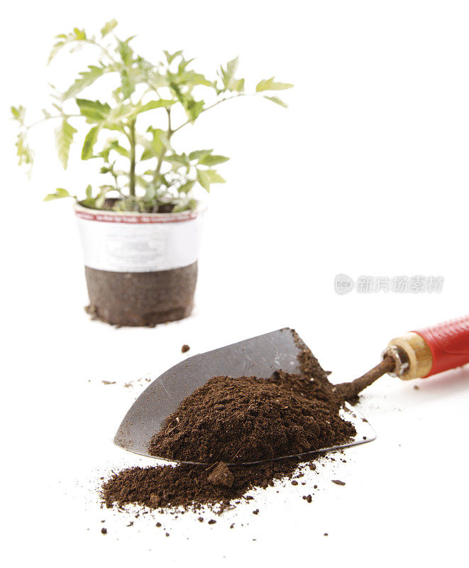 花园泥与堆肥和番茄植物