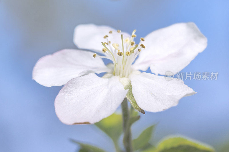 苹果开花