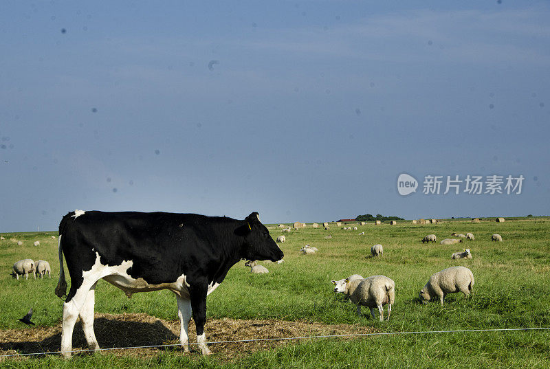 瓦登海的牛羊