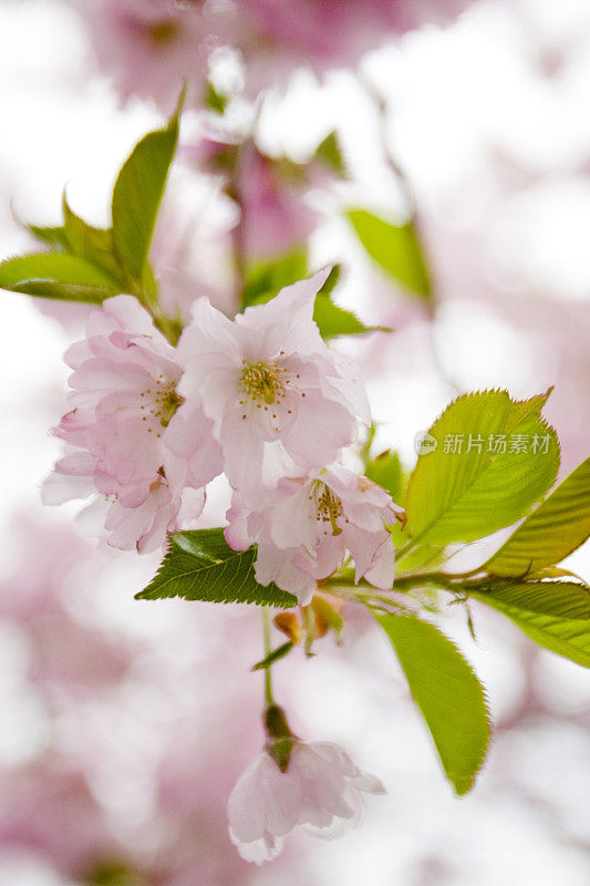 特写樱花